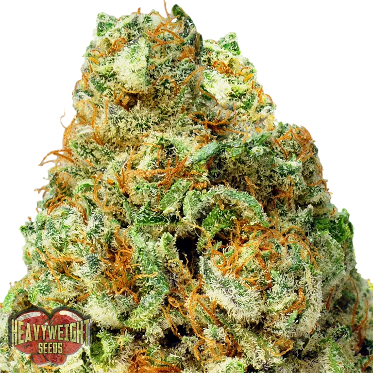 Turbo Bud Auto | AUTOFEM | Heavyweight Seeds