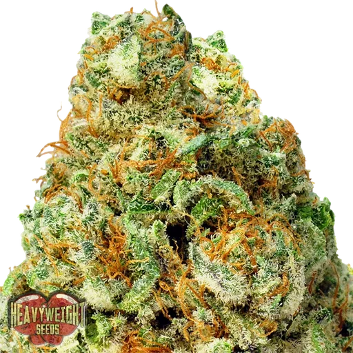 Turbo Bud Auto