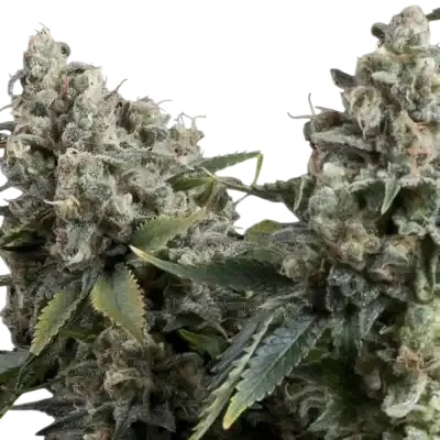 Tutankhamon Auto | AUTOFEM | Pyramid Seeds