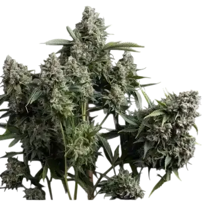 Tutankhamon | PHOTOFEM | Pyramid Seeds