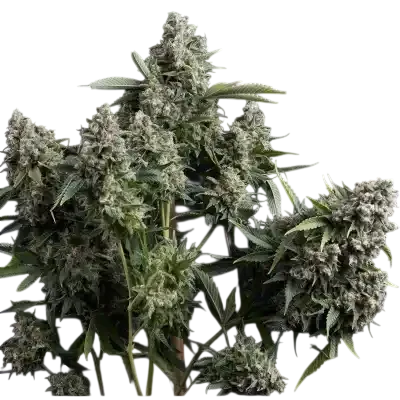 Tutankhamon | PHOTOFEM | Pyramid Seeds