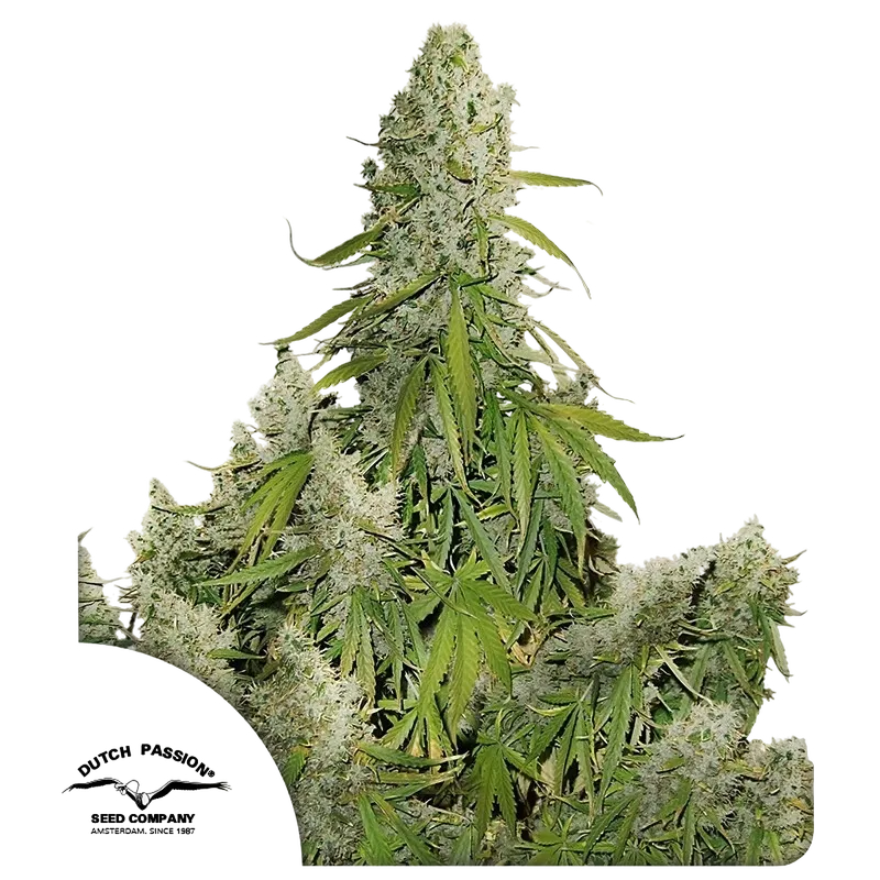 Ultimate Auto | AUTOFEM | Dutch Passion