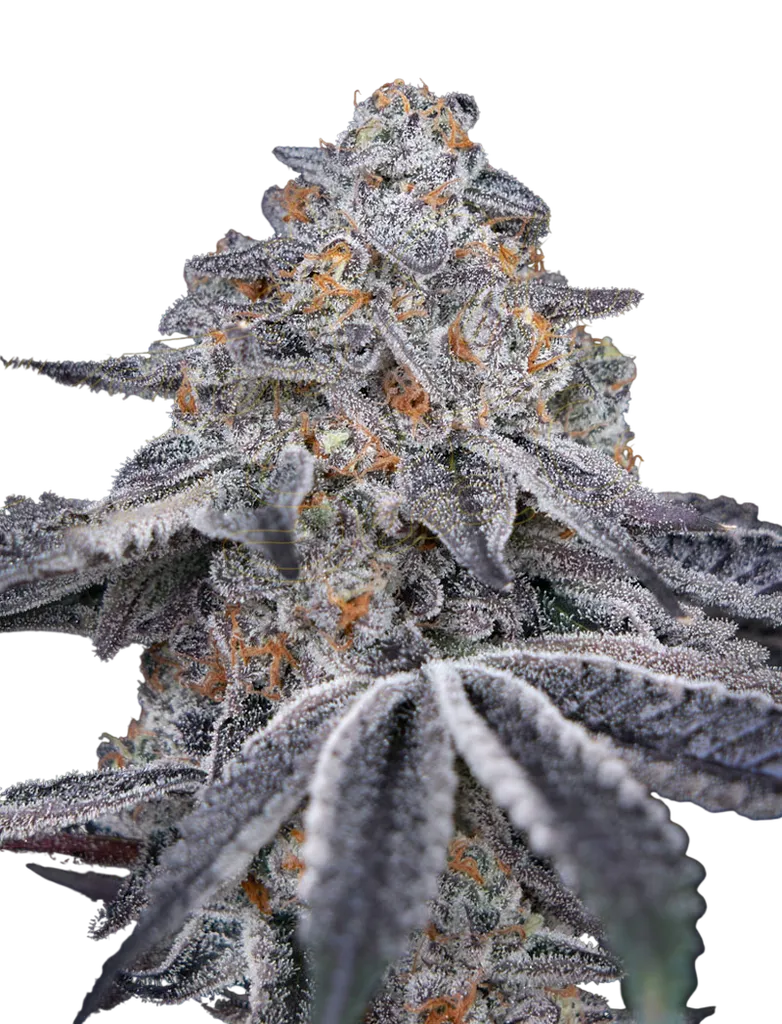 Velvet Moon | PHOTOFEM | Greenhouse Seed Co.