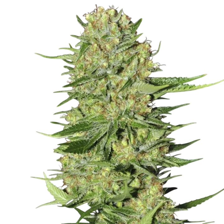 Veneno | PHOTOFEM | Eva Seeds