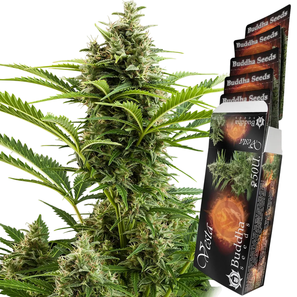 Vesta Auto | AUTOFEM | Buddha Seeds