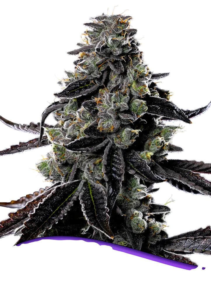 Violet Face Auto | AUTOFEM | Anesia Seeds