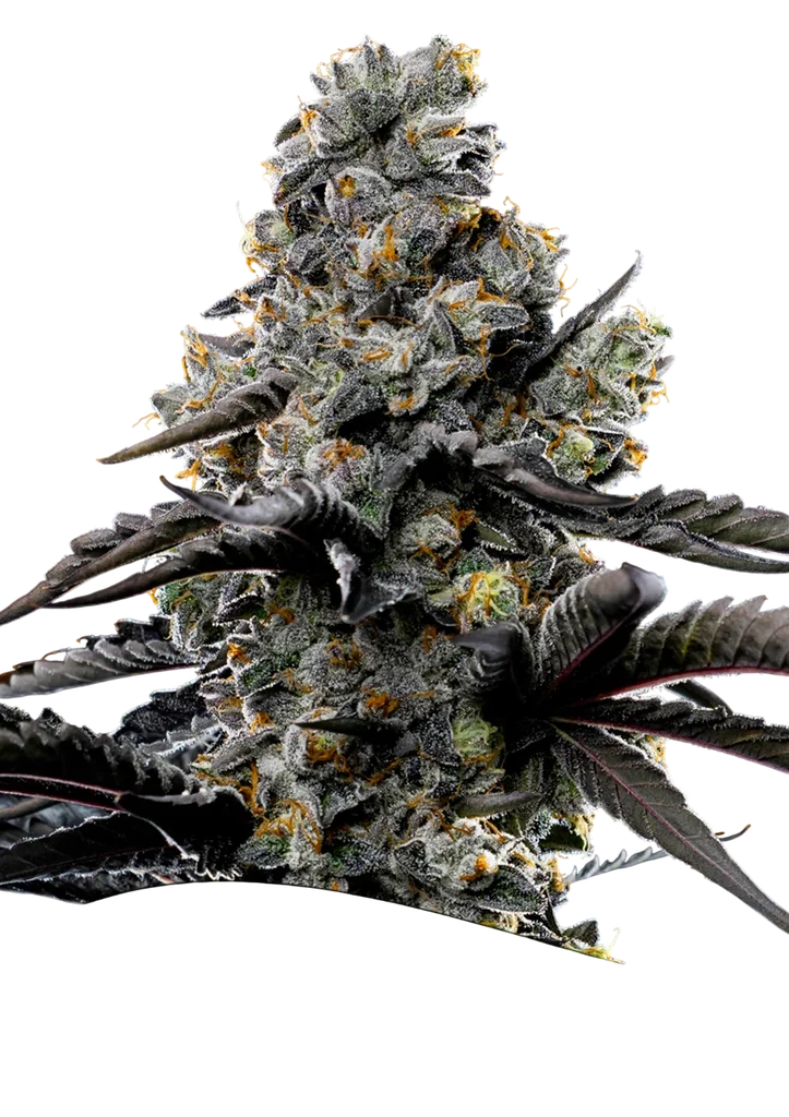 Violet Face | PHOTOFEM | Anesia Seeds