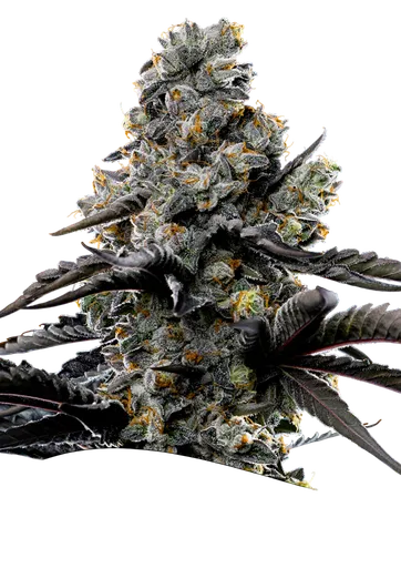 Violet Face | PHOTOFEM | Anesia Seeds