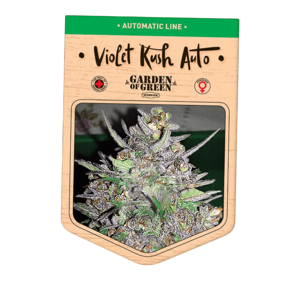 Violet Kush Auto | AUTOFEM | Garden Of Green