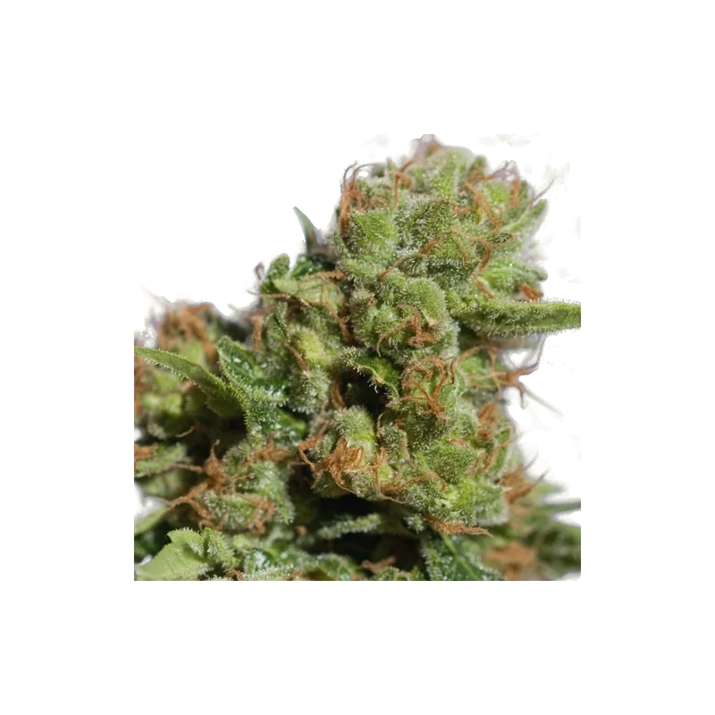 Bruce Lemon Diesel Auto | AUTOFEM | Super Sativa Seed Club