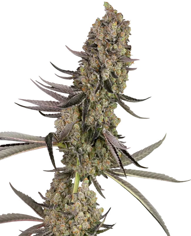 Vlad The Inhaler | PHOTOFEM | White Label Seed Company