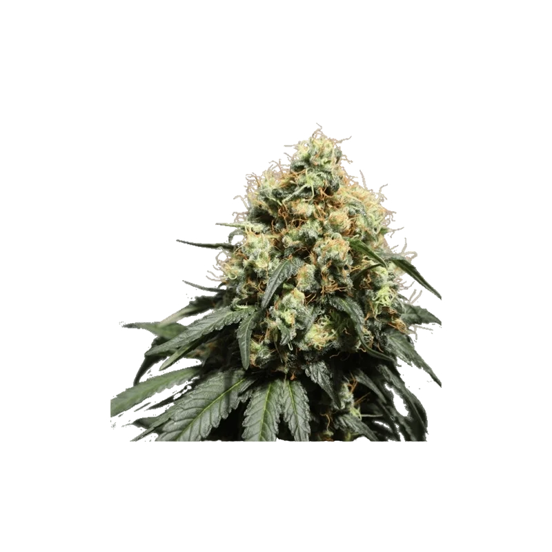 Bruce Lemon Diesel | PHOTOFEM | Super Sativa Seed Club