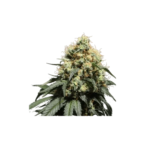 Bruce Lemon Diesel