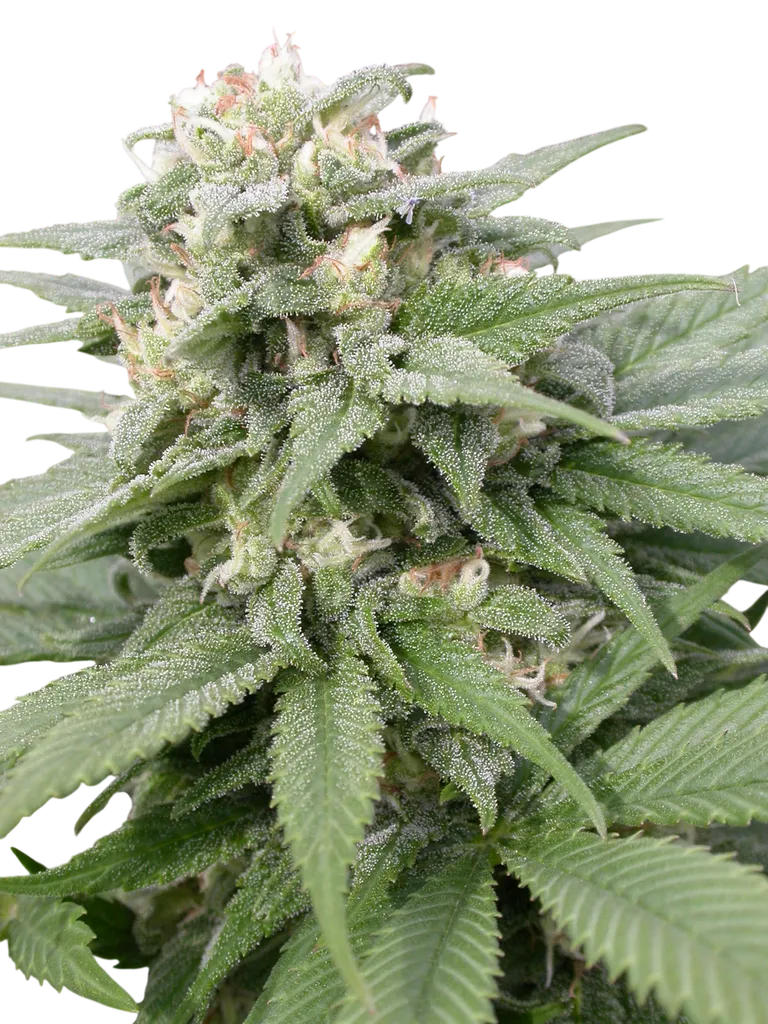 Warlock | PHOTOFEM | Serious Seeds