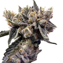 Bruised Banana | PHOTOFEM | DNA Genetics