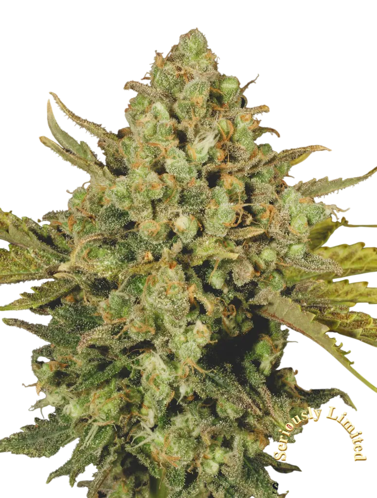 Warlock CBD | PHOTOFEM | Serious Seeds