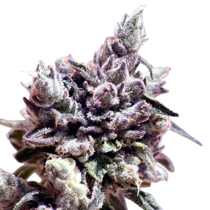 Washing Machine | PHOTOFEM | Ripper Seeds