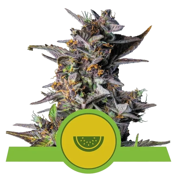 Watermelon Auto | AUTOFEM | Royal Queen Seeds
