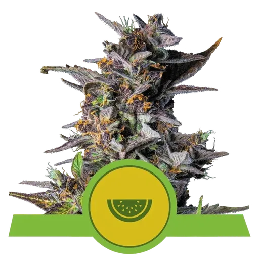Watermelon Auto