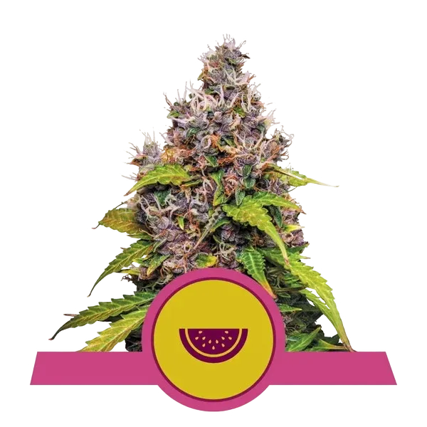 Watermelon | PHOTOFEM | Royal Queen Seeds