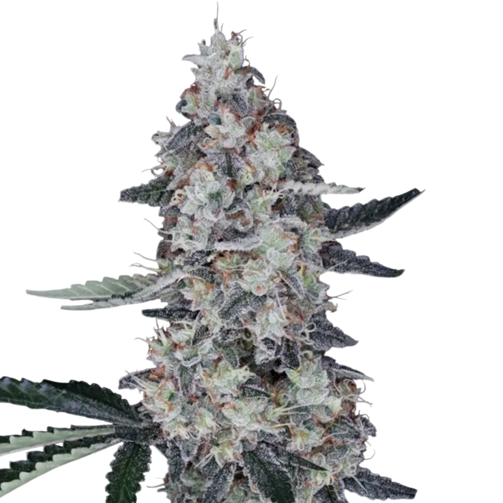 Watermelon Man Auto | AUTOFEM | DNA Genetics