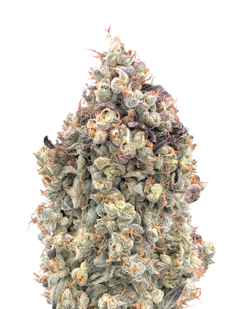 Watermelon OG Auto | AUTOFEM | Advanced Seeds