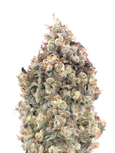 Watermelon OG Auto