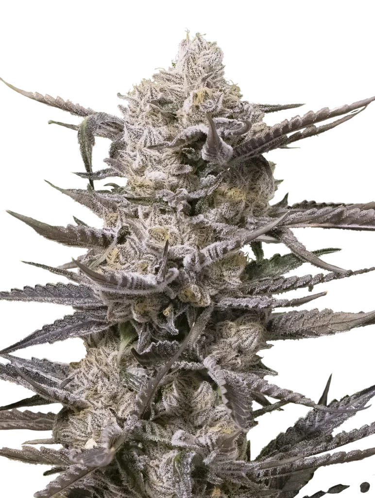 Watermelon OG | PHOTOFEM | Advanced Seeds