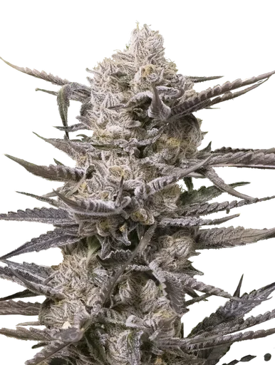 Watermelon OG