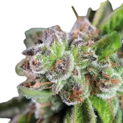 Watermelon Zkittlez | PHOTOFEM | Pyramid Seeds