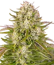 Wedding Cake Auto | AUTOFEM | Barneys Farm