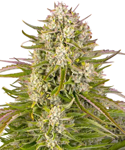 Wedding Cake Auto