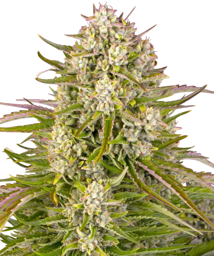 Wedding Cake Auto | AUTOFEM | Barneys Farm