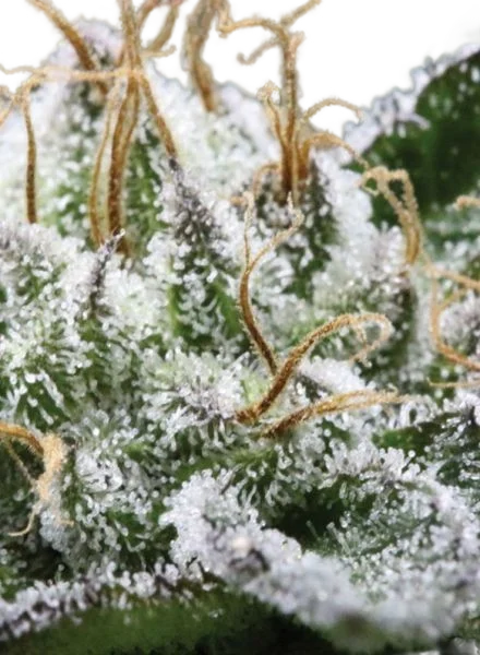 Bubba God | PHOTOREG | BC Bud Depot