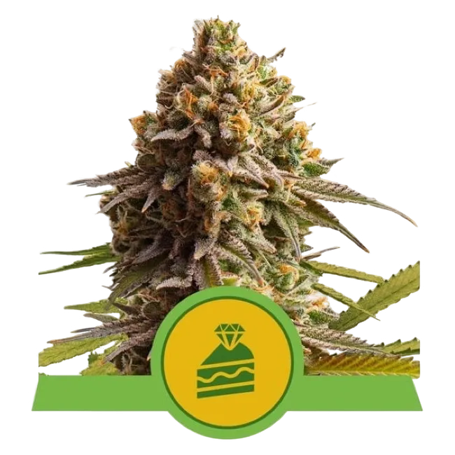 Wedding Cake Auto | AUTOFEM | Royal Queen Seeds