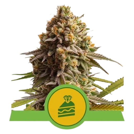Wedding Cake Auto