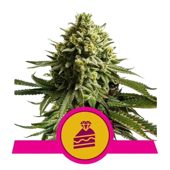 Wedding Cake | PHOTOFEM | Royal Queen Seeds