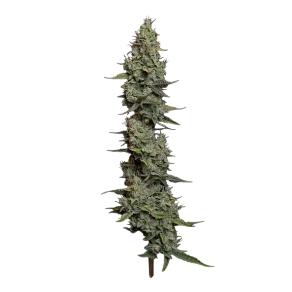 Wedding Cake Auto | AUTOFEM | Seedsman