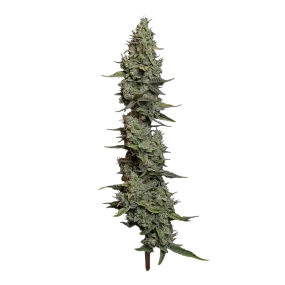Wedding Cake Auto | AUTOFEM | Seedsman