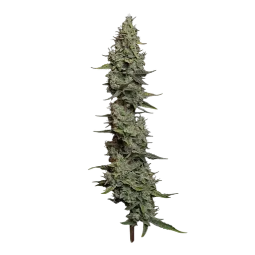 Wedding Cake Auto