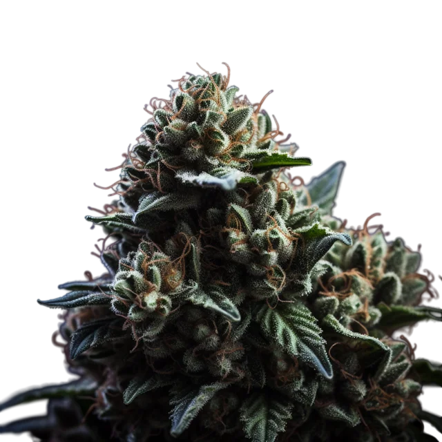 Wedding Cake x Triple OG | PHOTOFEM | Vision Seeds
