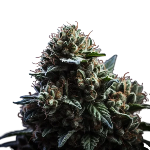 Wedding Cake x Triple OG
