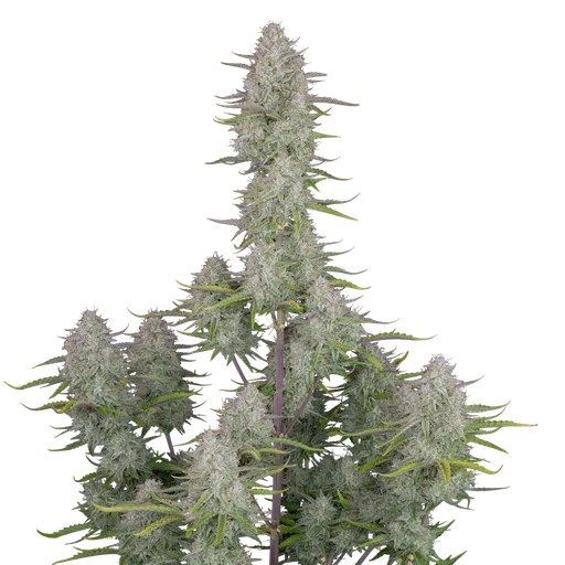 Wedding Cheesecake Auto | AUTOFEM | Fast Buds