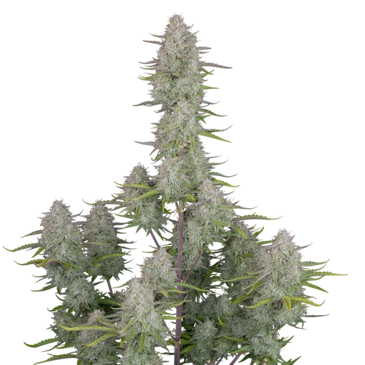Wedding Cheesecake Auto