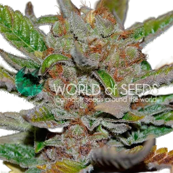 Bubba Haze | PHOTOREG | World of Seeds
