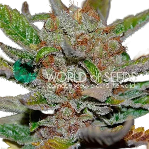 Bubba Haze