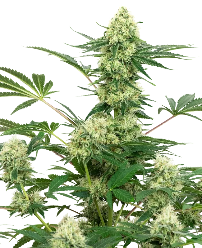 Wedding Cheesecake | PHOTOFEM | White Label Seed Company