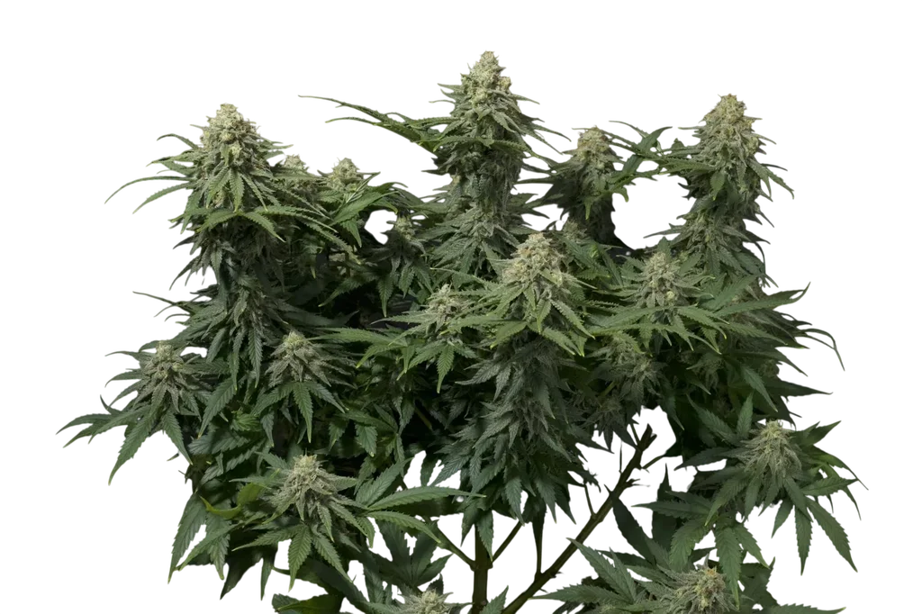 Wedding Cheesecake FAST | PHOTOFEM | Fast Buds