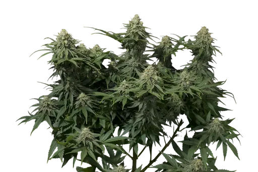 Wedding Cheesecake FAST | PHOTOFEM | Fast Buds
