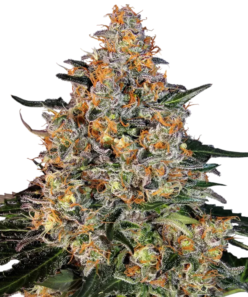 Bubba Kush | PHOTOFEM | Barneys Farm